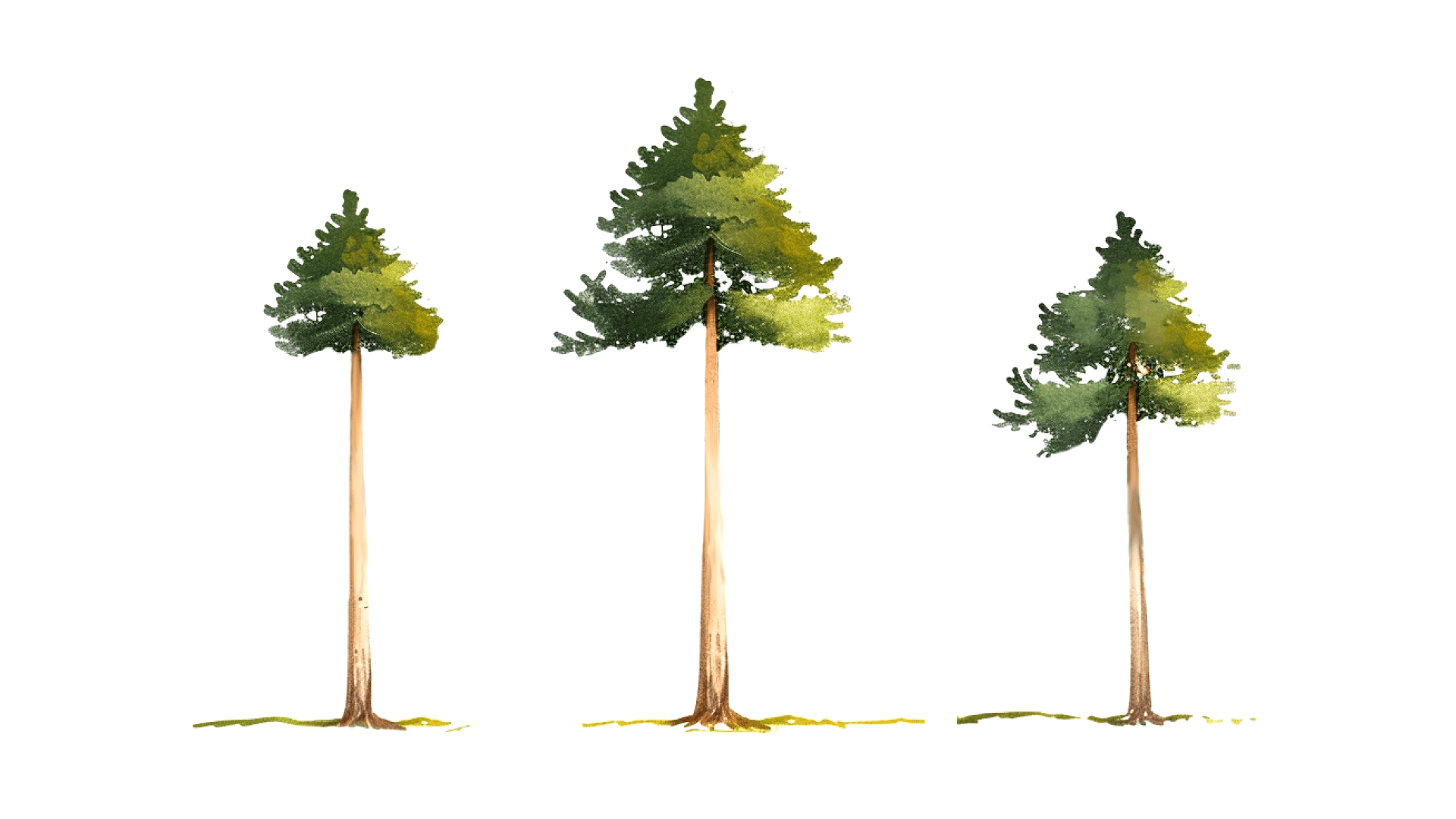 A pine with a clearly expressed trunk and a crown at the top